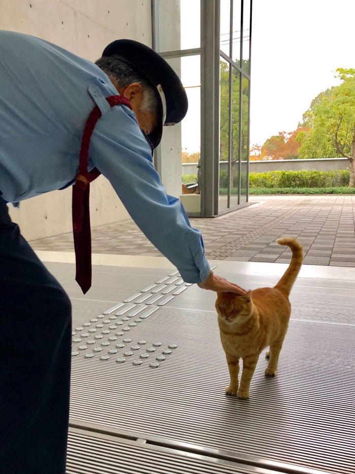 Two Cats In Japan Have Been Trying To Sneak Into A Museum For Years (30 Pics) Two Cats In Japan Have Been Trying To Sneak Into A Museum For Years (30 Pics)