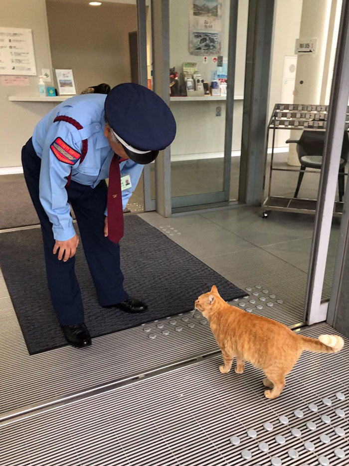 Two Cats In Japan Have Been Trying To Sneak Into A Museum For Years (30 Pics) Two Cats In Japan Have Been Trying To Sneak Into A Museum For Years (30 Pics)