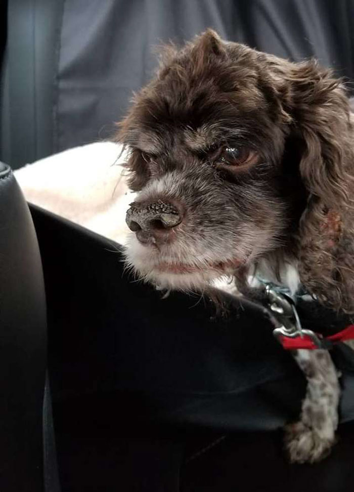 Abandoned Dog Gets The Transformation Of A Lifetime When 6 Pounds Of Mats Are Removed Abandoned Dog Gets The Transformation Of A Lifetime When 6 Pounds Of Mats Are Removed