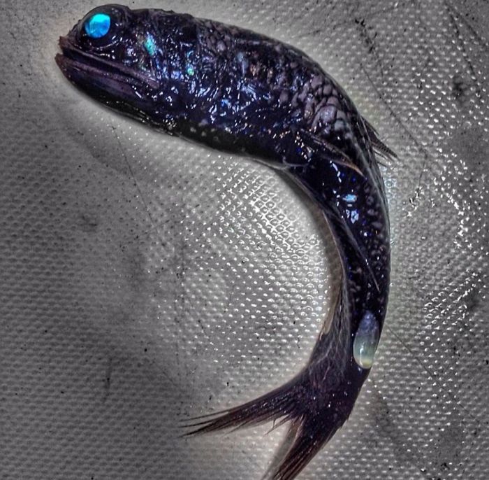 "This Is A Engraulis"