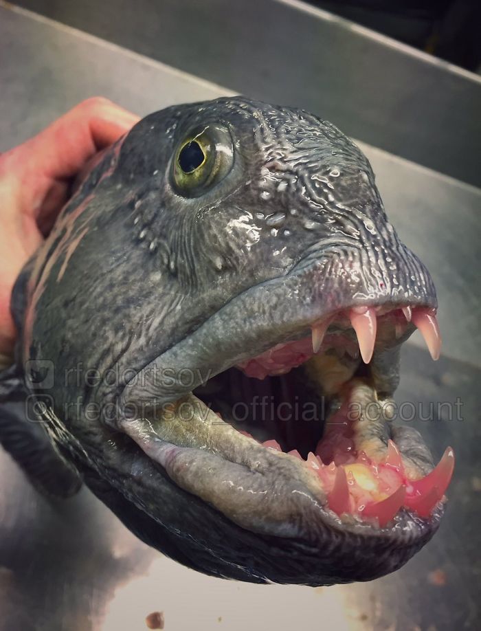 "Wolf-Fish. Look At These Teeth"