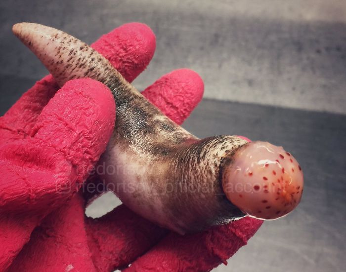 "Another Strange Sea Creature"