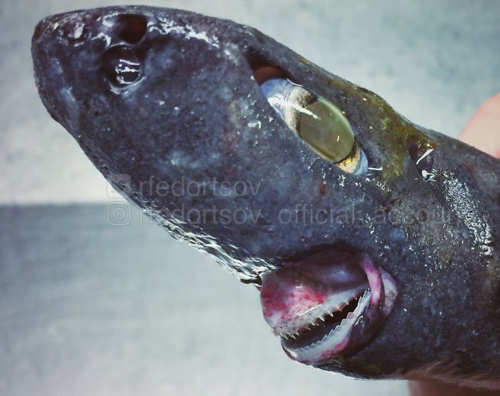 "Another Beauty Fish From The Depths Of The Sea"