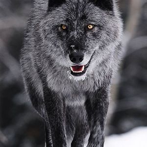 nevaehsylvester avatar