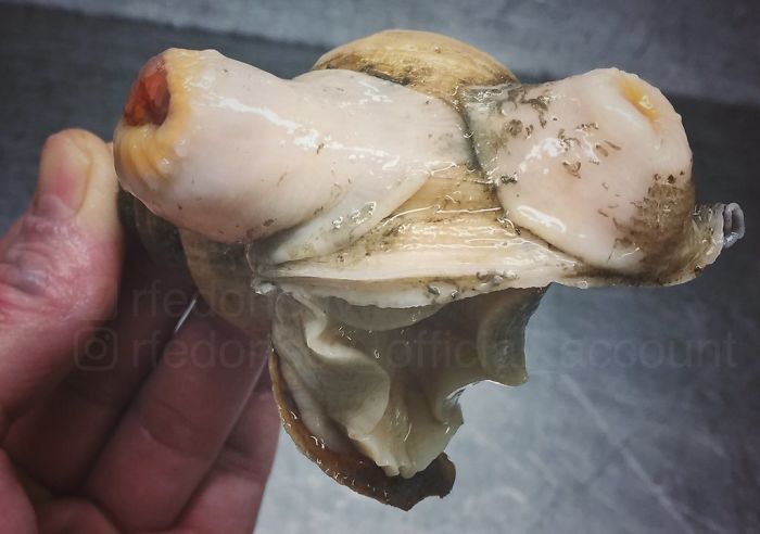 "Nature Is The Best Author Of Nightmares"