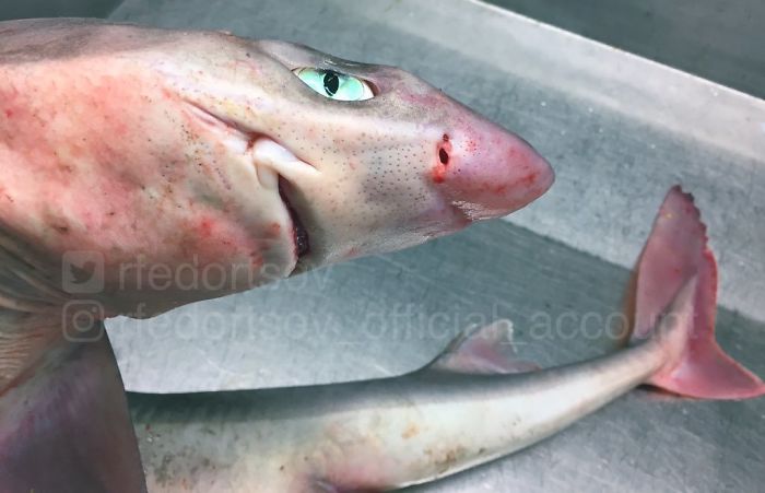 "Greetings From The Norwegian Sea"