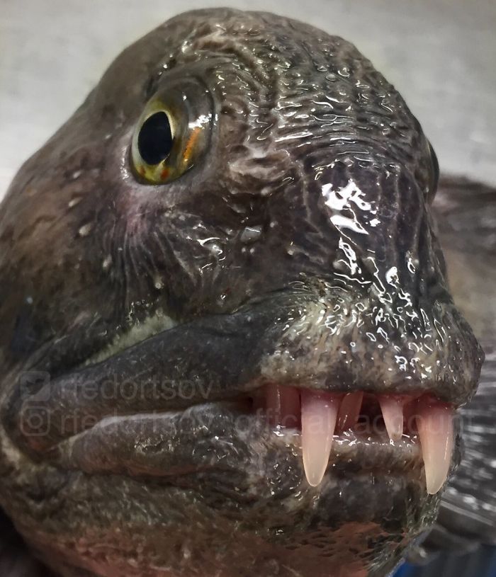 "It's Like Advertising... Advertising Toothpaste"