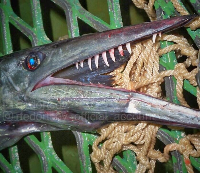 "Lancetfish. Teeth Like Little Swords"