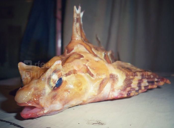 "One More Strange Fish"