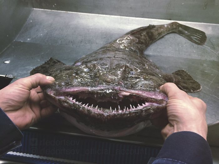 "Anglerfish(Monkfish)"