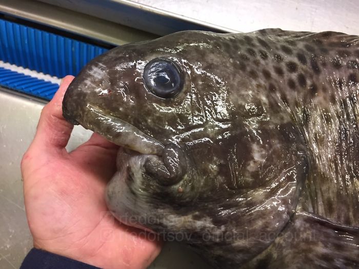 "Fish Without The Lower Jaw"