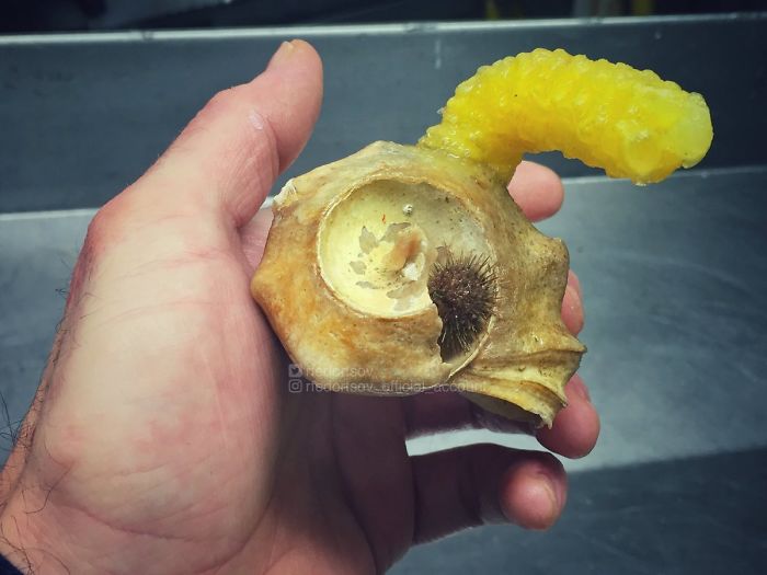 "Abstract Composition From The Sea’s Bottom. Broken Shell, Sea Urchin And Something Yellow"