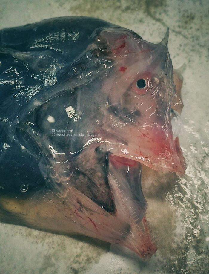 "Another Strange Fish"