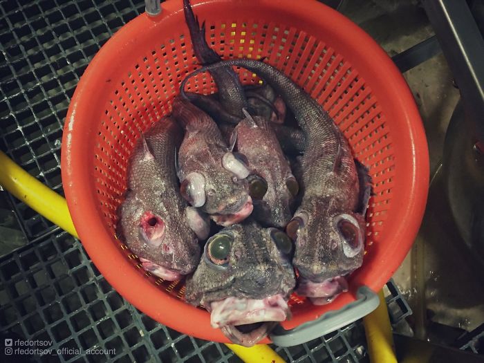 "Basket With Surprise"