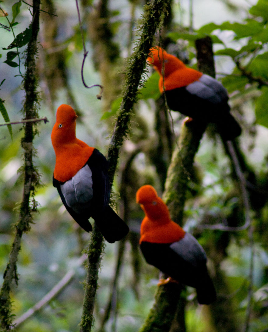 Andean Cock Of The Rock (Rupicola Peruvianus)