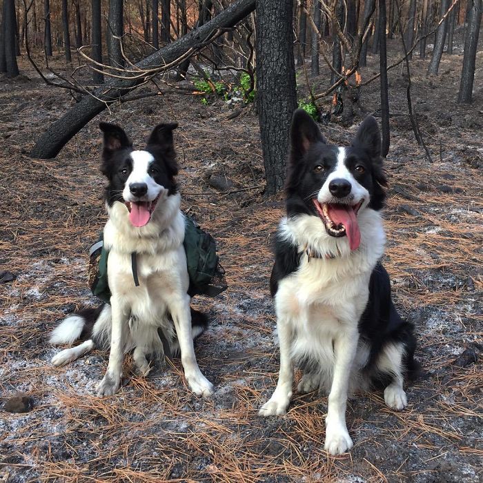 Chile Finds A Genius Way To Restore Burnt Forests, And All They Need Is 3 Dogs