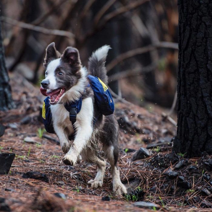 Chile Finds A Genius Way To Restore Burnt Forests, And All They Need Is 3 Dogs Chile Finds A Genius Way To Restore Burnt Forests, And All They Need Is 3 Dogs