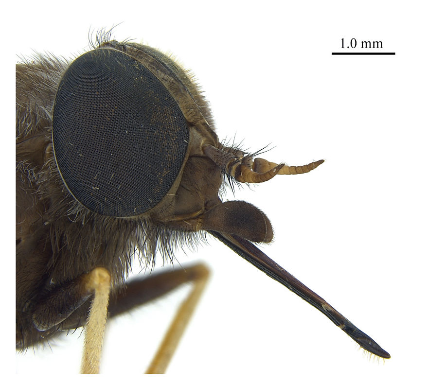 Beyonce Fly (Scaptia Beyonceae)