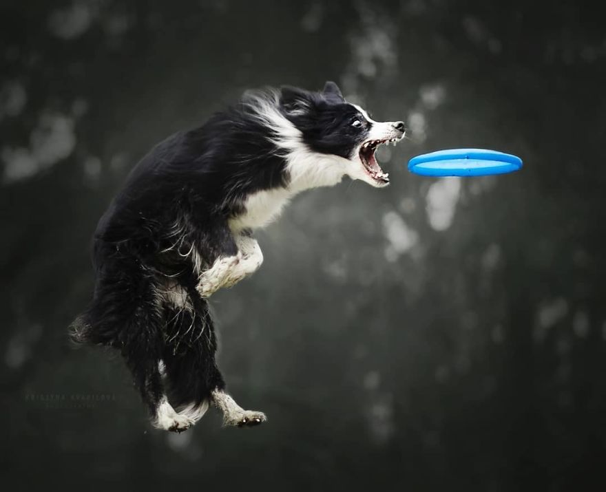 Mountain Crew - Adventures Of Two Girls And Four Dogs