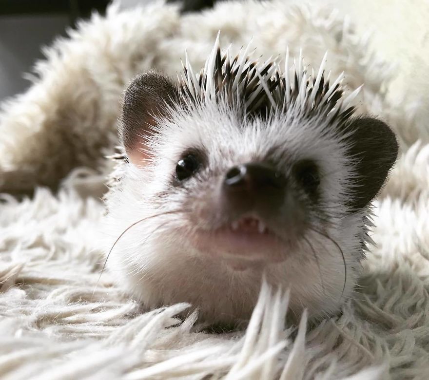 I’m A Vampire Hedgehog