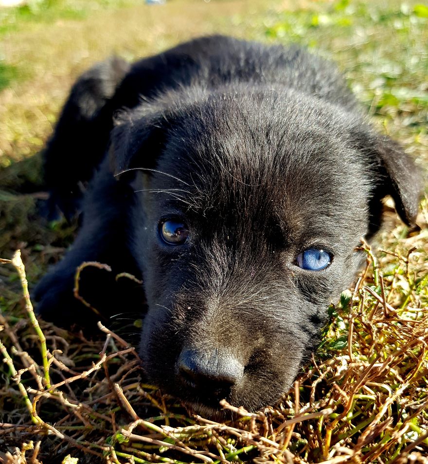 Blue, The Black Lab Mix With Heterochromia.