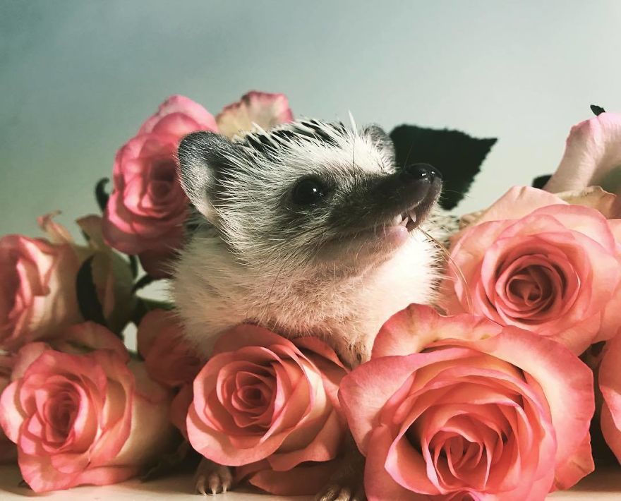 I’m Just A Little Flower