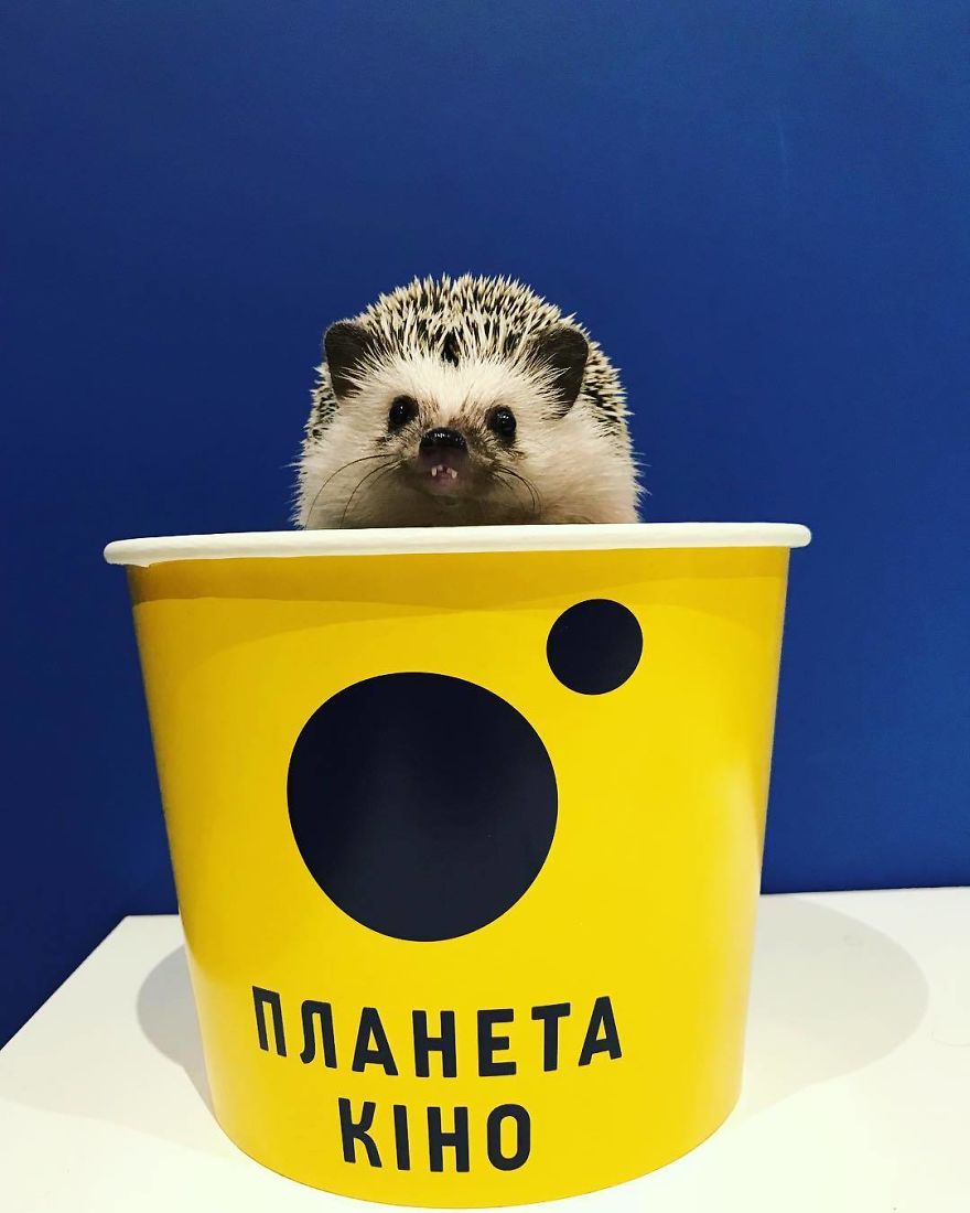 Getting Ready To Watch A Movie