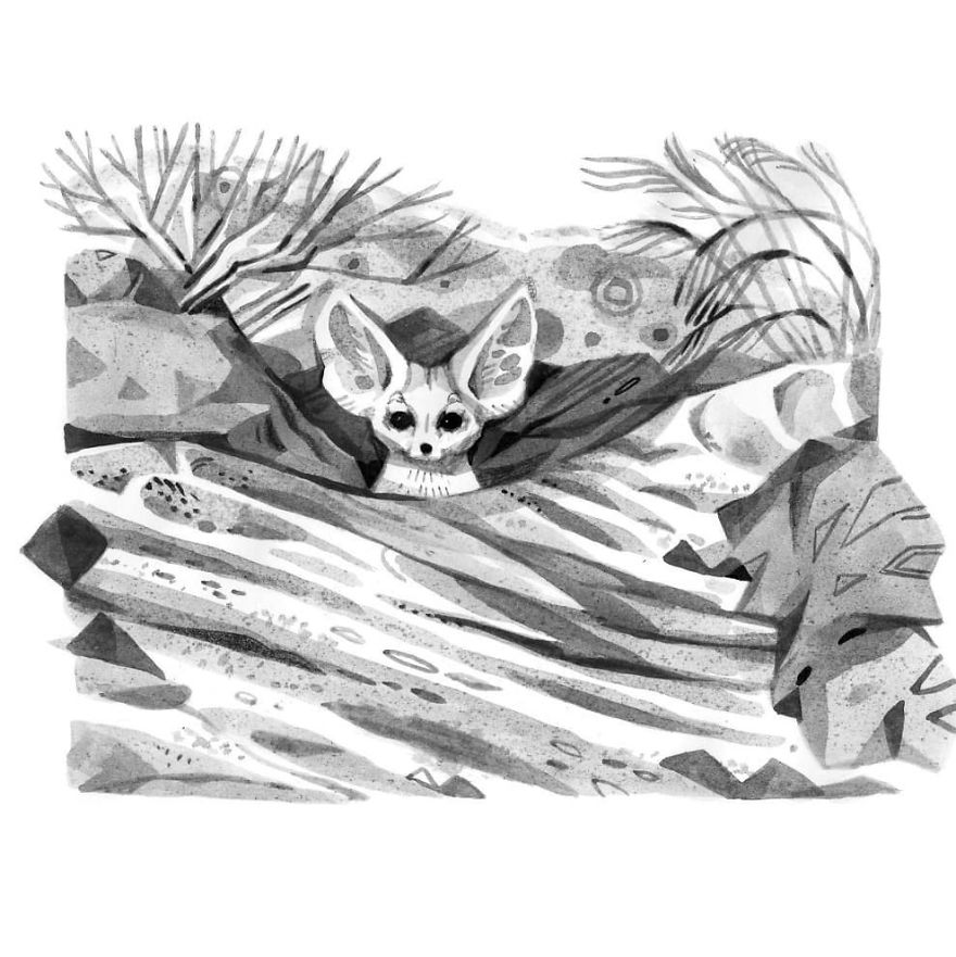 Pen And Ink Drawings For David Attenborough