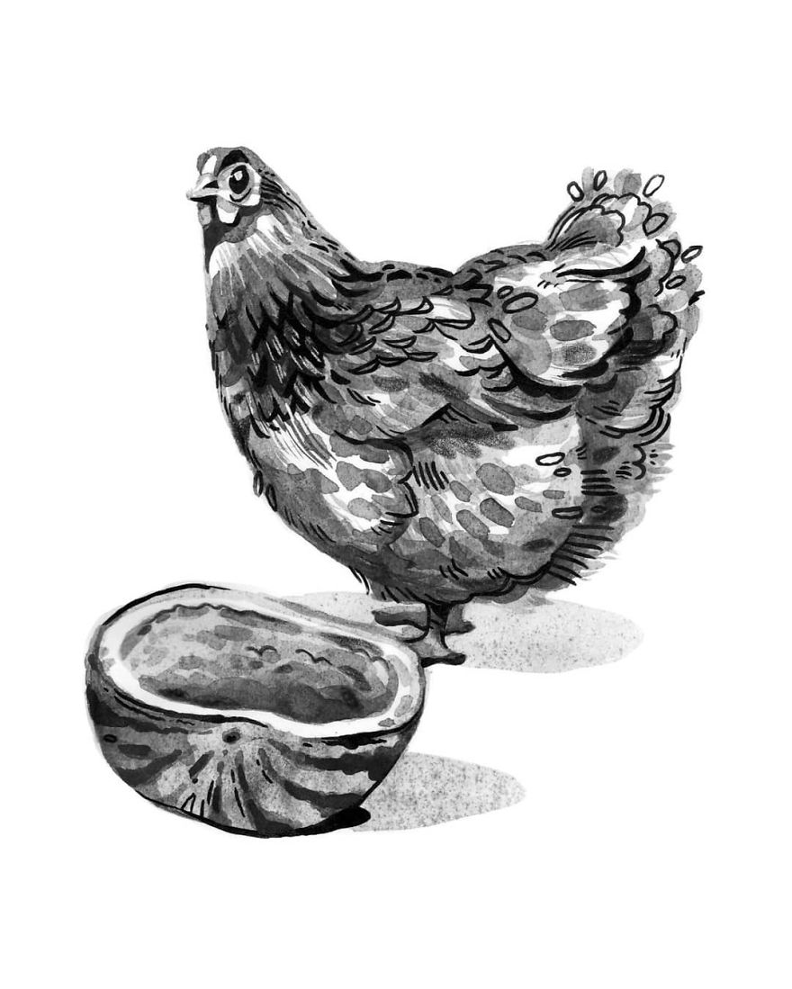 Pen And Ink Drawings For David Attenborough