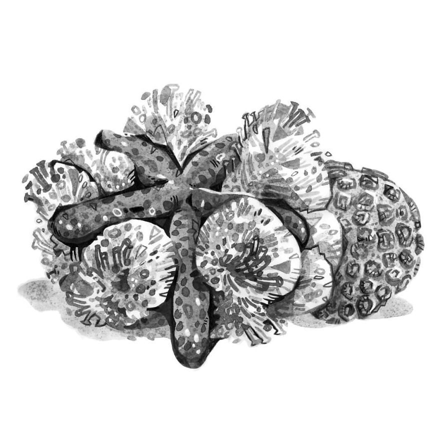 Pen And Ink Drawings For David Attenborough