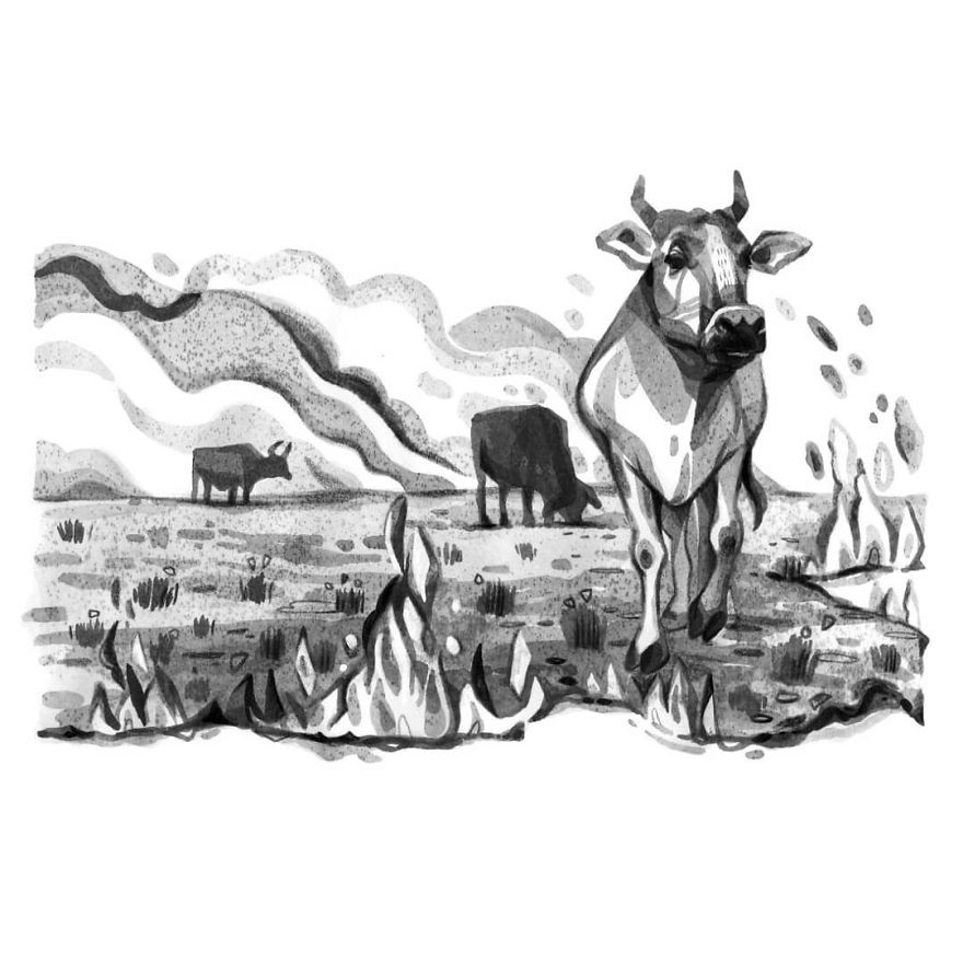 Pen And Ink Drawings For David Attenborough