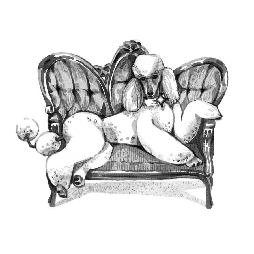 Pen And Ink Drawings For David Attenborough