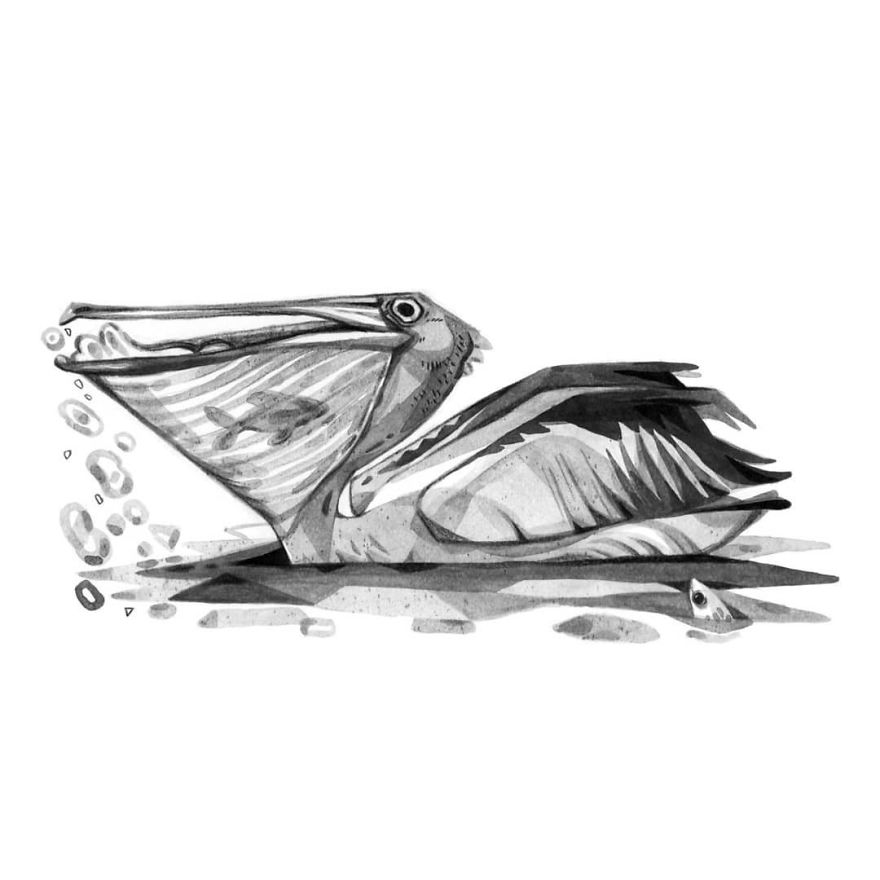 Pen And Ink Drawings For David Attenborough