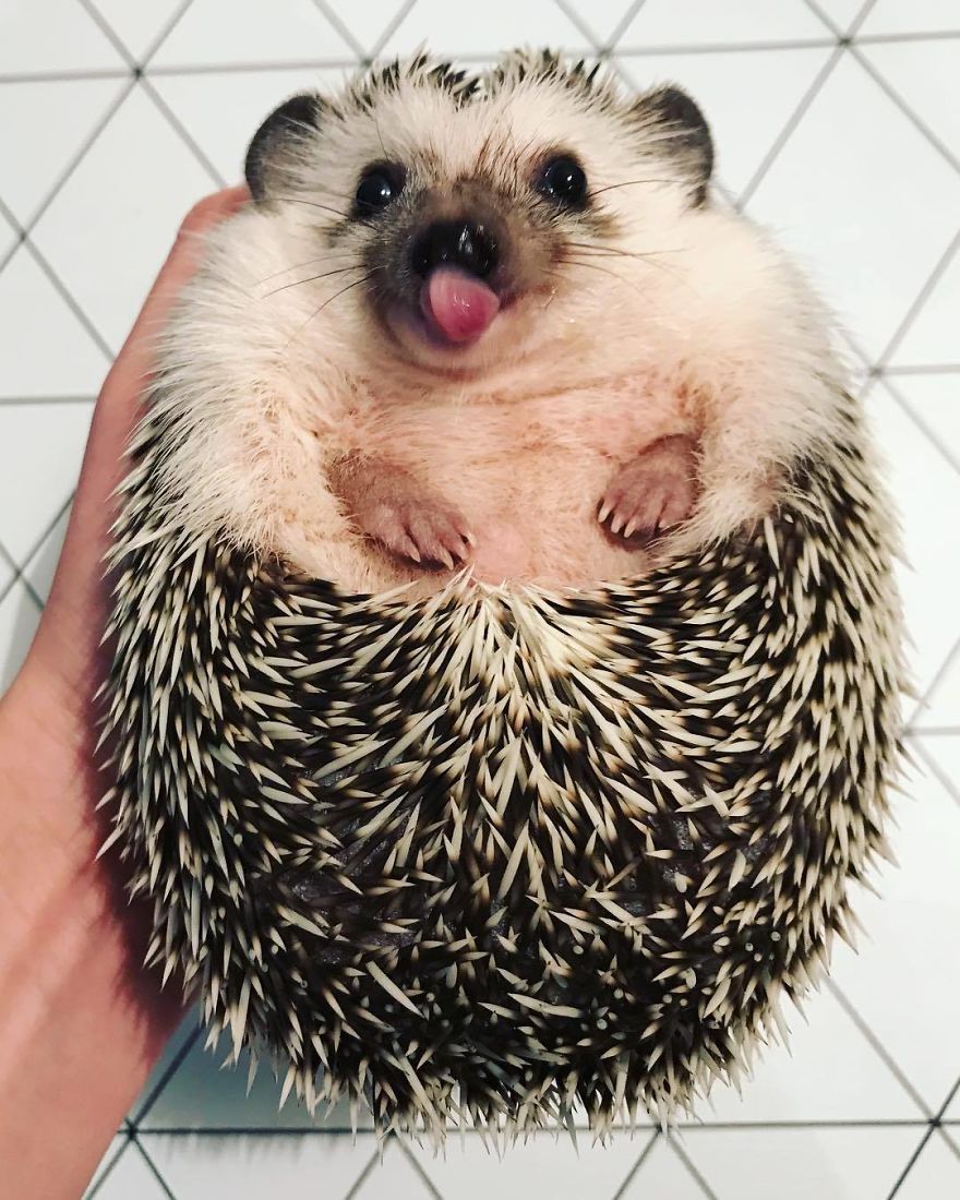 I Told You I Could Touch My Nose With My Tongue. Now... Your Turn!