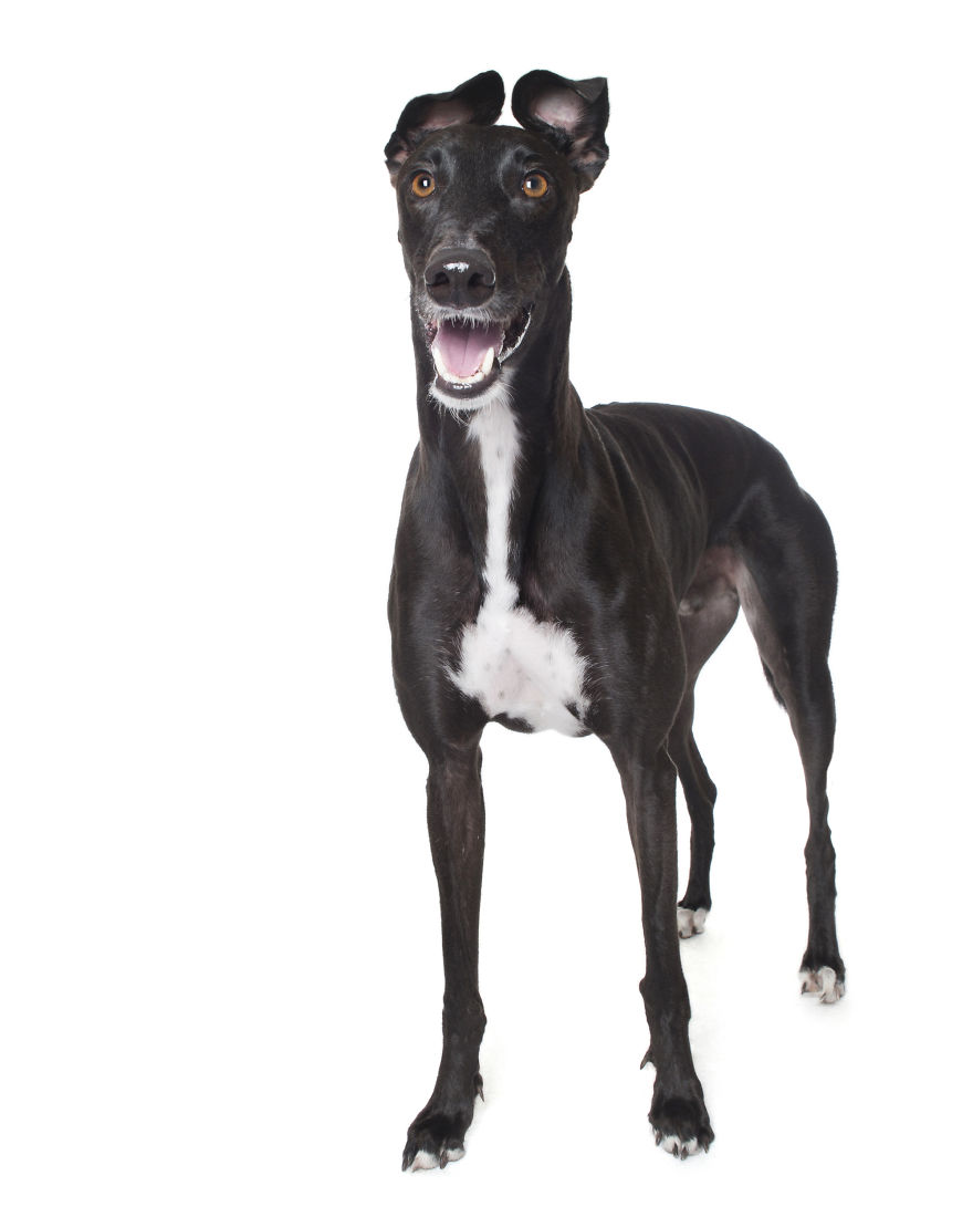 'for The Love Of Greyhounds - Adopted Greyhounds And Their Happy Ever Afters'