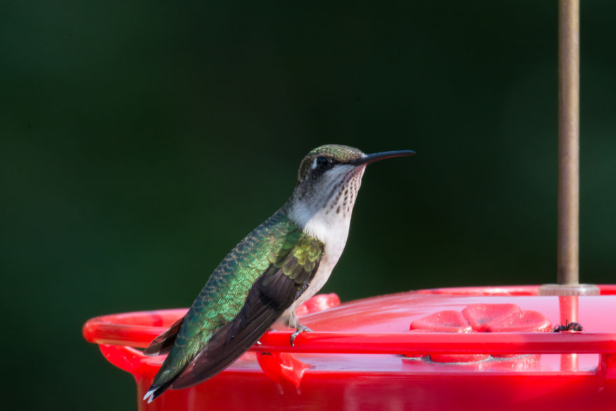 Hummingbirds! Hummingbirds!