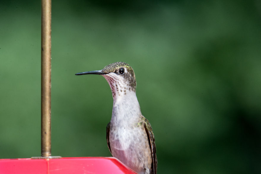 Hummingbirds! Hummingbirds!