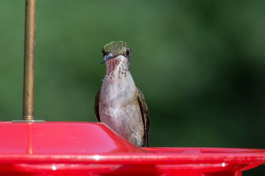 Hummingbirds! Hummingbirds!