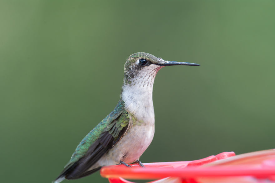 Hummingbirds! Hummingbirds!