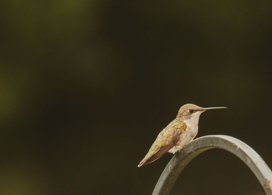 Hummingbirds! Hummingbirds!