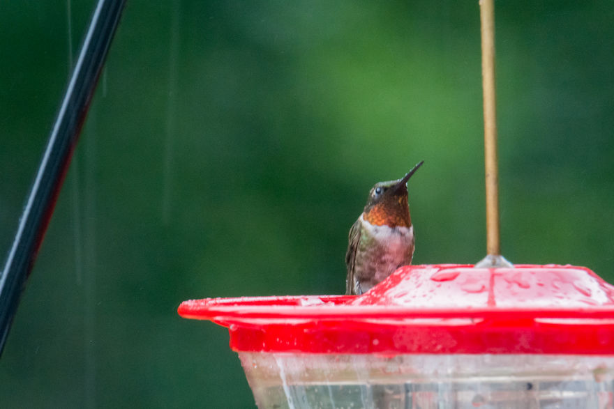 Hummingbirds! Hummingbirds!