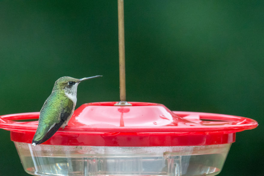 Hummingbirds!