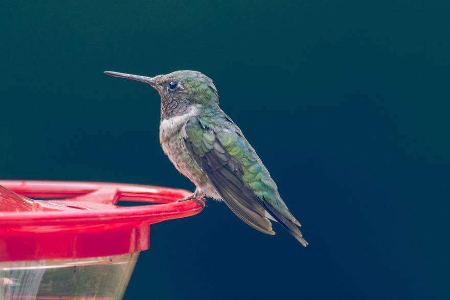 Hummingbirds! Hummingbirds!