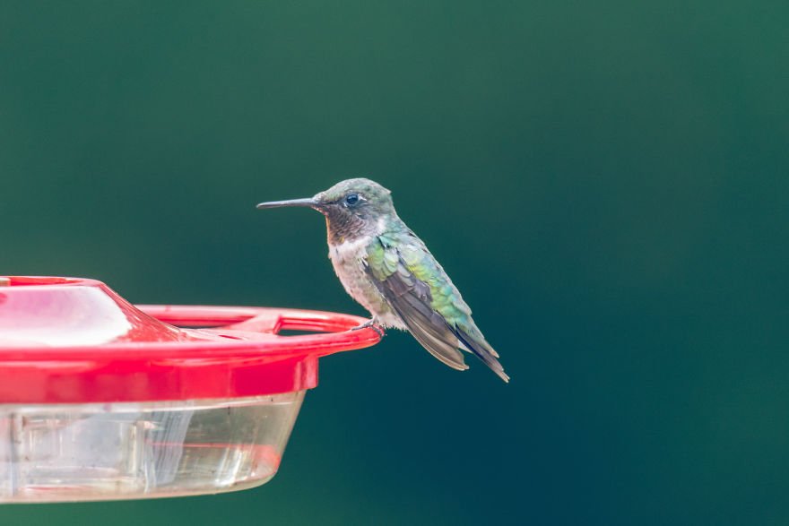 Hummingbirds!