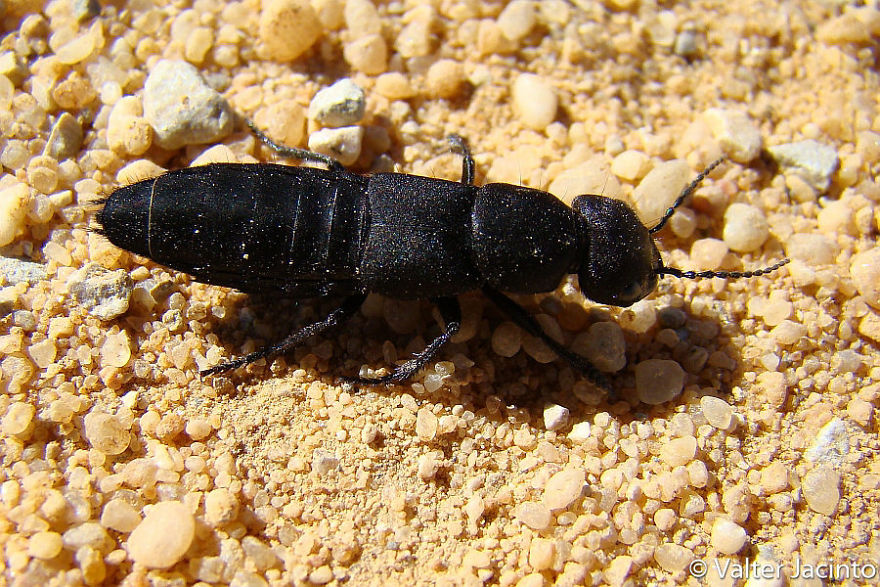 Devil's Coach-Horse (Ocypus Olens)