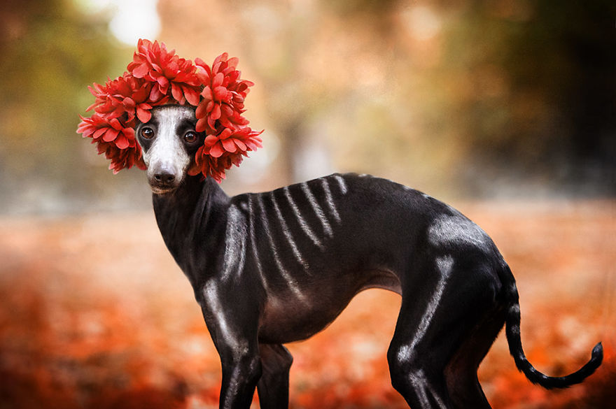 I Photographed A Sighthound For Dia De Muertos I Photographed A Sighthound For Dia De Muertos