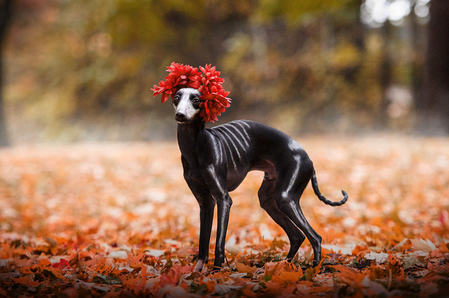 I Photographed A Sighthound For Dia De Muertos I Photographed A Sighthound For Dia De Muertos
