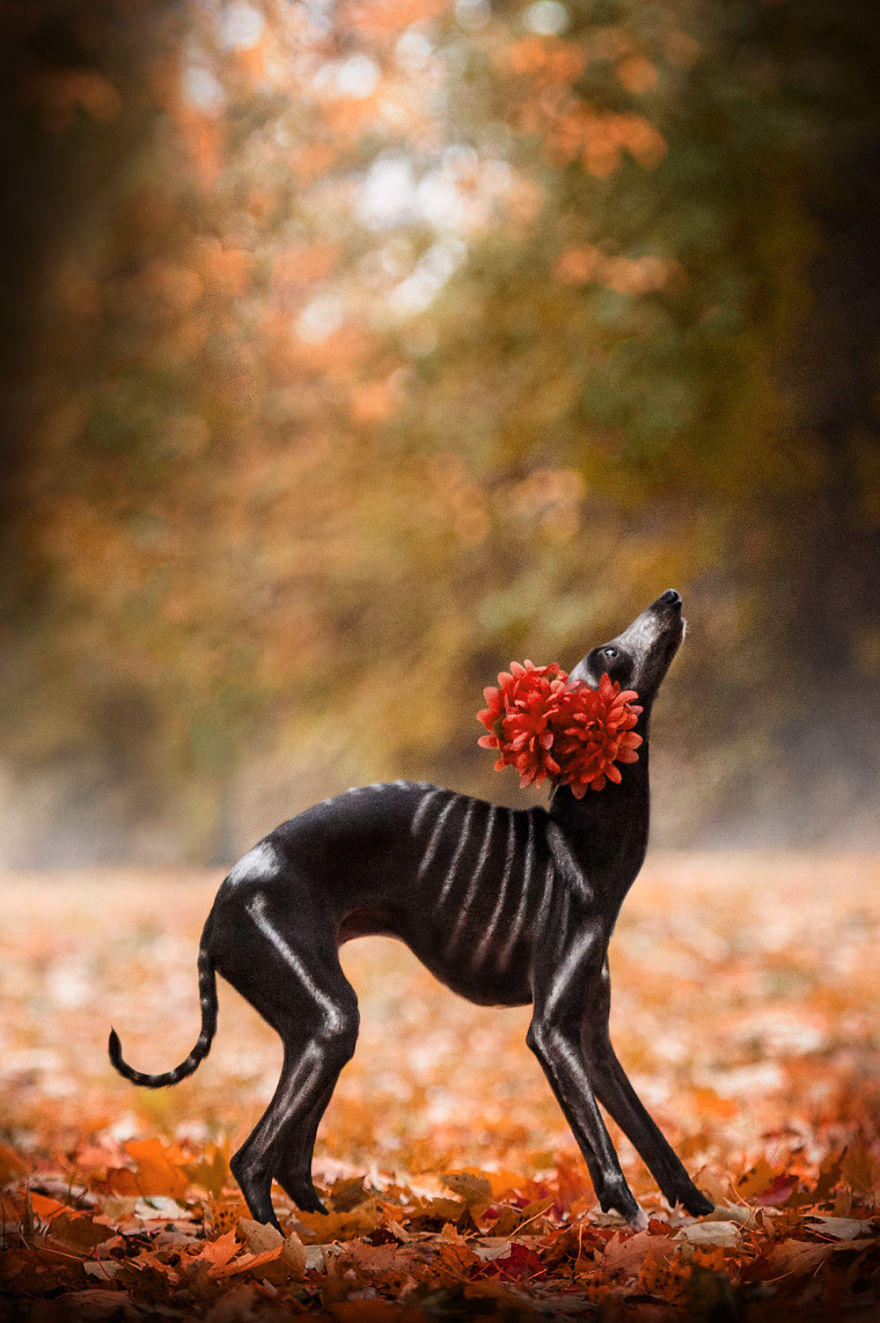 I Photographed A Sighthound For Dia De Muertos I Photographed A Sighthound For Dia De Muertos