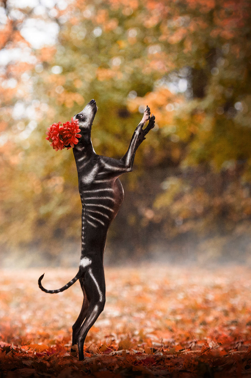 I Photographed A Sighthound For Dia De Muertos I Photographed A Sighthound For Dia De Muertos