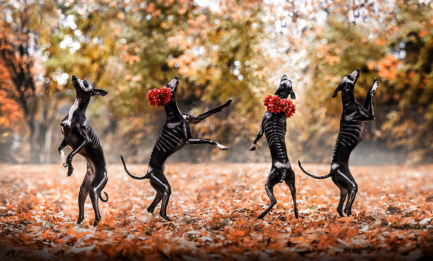 I Photographed A Sighthound For Dia De Muertos I Photographed A Sighthound For Dia De Muertos